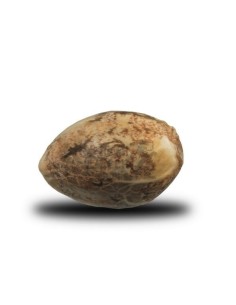 ROYAL QUEEN SEEDS - Power Flower - 1 2