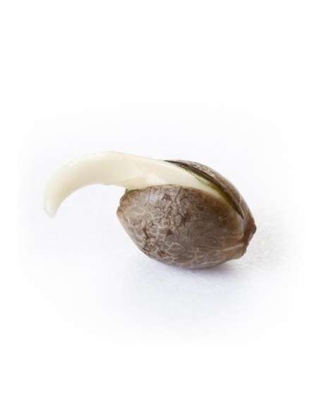 ROYAL QUEEN SEEDS - Power Flower - 3