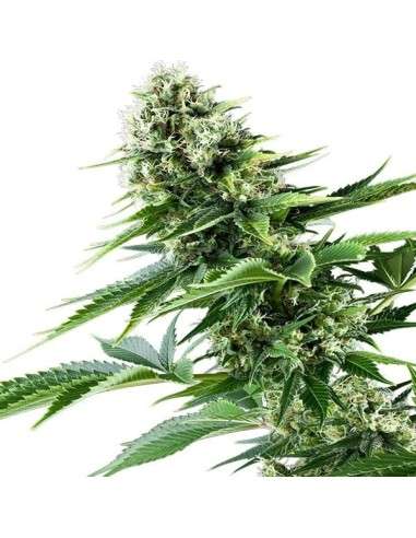 ROYAL QUEEN SEEDS - Power Flower - 4