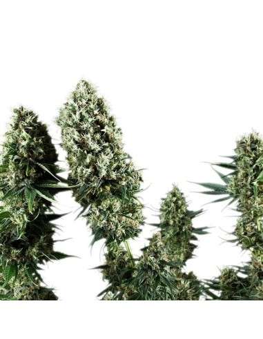 ROYAL QUEEN SEEDS - Power Flower - 5