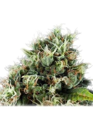 ROYAL QUEEN SEEDS - Power Flower - 6