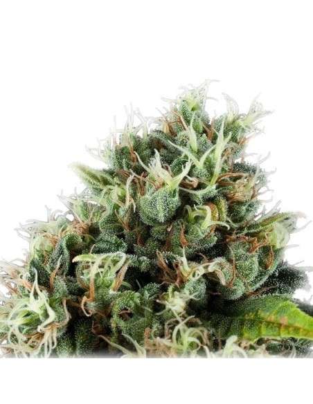 ROYAL QUEEN SEEDS - Power Flower - 6
