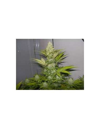 ROYAL QUEEN SEEDS - Power Flower - 8