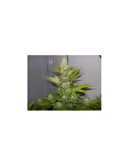 ROYAL QUEEN SEEDS - Power Flower - 8