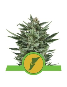 ROYAL QUEEN SEEDS - Quick One Automatic - 1