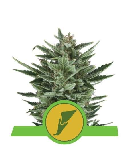 ROYAL QUEEN SEEDS - Quick One Automatic - 1