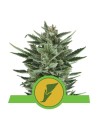 ROYAL QUEEN SEEDS - Quick One Automatic - 1