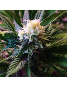 CBD White Widow (Odmiana medyczna) - 1