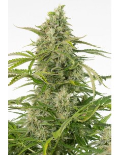 DINAFEM - Cheese Autoflowering CBD - 1