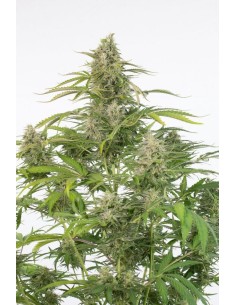 DINAFEM - Cheese Autoflowering CBD - 1 2