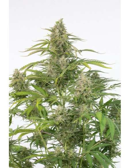 DINAFEM - Cheese Autoflowering CBD - 2