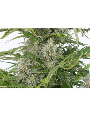 DINAFEM - Cheese Autoflowering CBD - 3