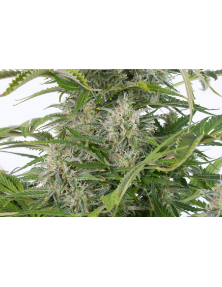 DINAFEM - Cheese Autoflowering CBD - 3