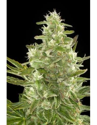 DINAFEM - Critical + Autoflowering CBD - 1