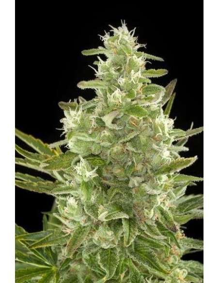 DINAFEM - Critical + Autoflowering CBD - 1