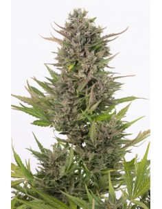 DINAFEM - Critical + Autoflowering CBD - 1 2