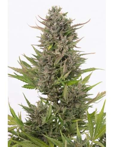 DINAFEM - Critical + Autoflowering CBD - 2