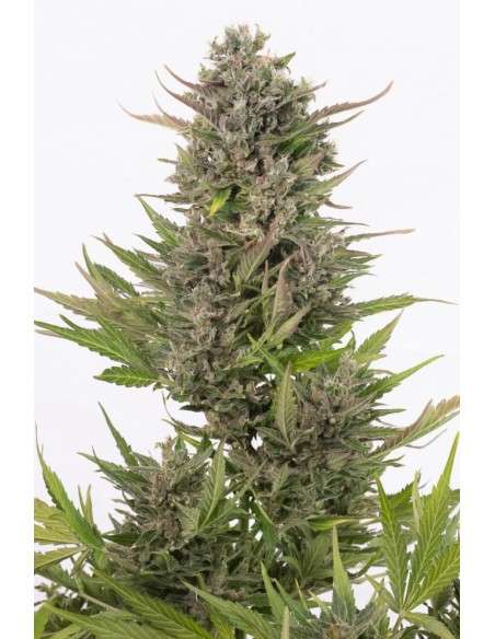 DINAFEM - Critical + Autoflowering CBD - 2