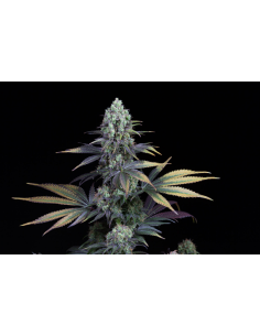 DINAFEM - Dinamed CBD - 1