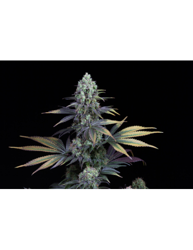DINAFEM - Dinamed CBD - 1