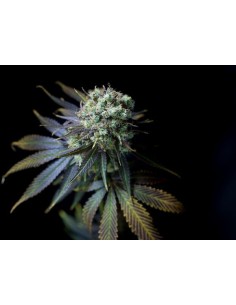 DINAFEM - Dinamed CBD - 1 2
