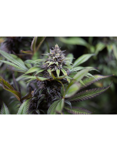 DINAFEM - Dinamed CBD - 3