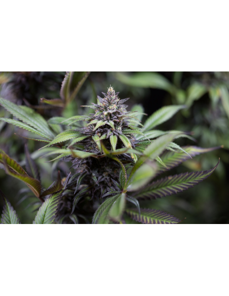 DINAFEM - Dinamed CBD - 3