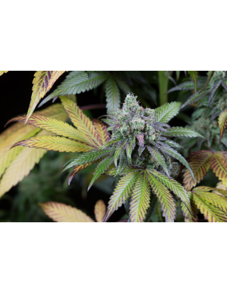 DINAFEM - Dinamed CBD - 4
