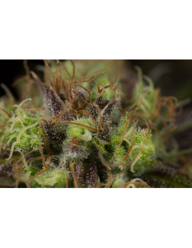 DINAFEM - Dinamed CBD - 5