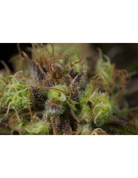 DINAFEM - Dinamed CBD - 5