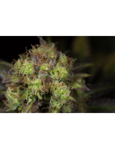 DINAFEM - Dinamed CBD - 6