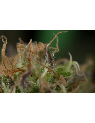 DINAFEM - Dinamed CBD - 7