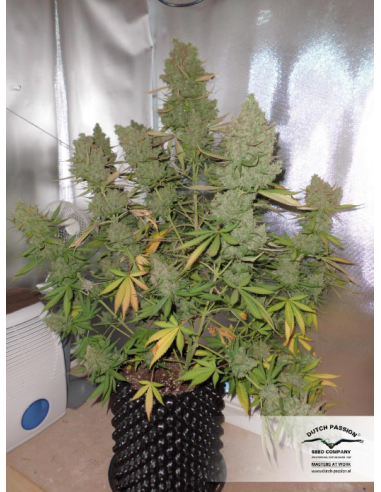 DUTCH PASSION - Auto Blueberry - 4