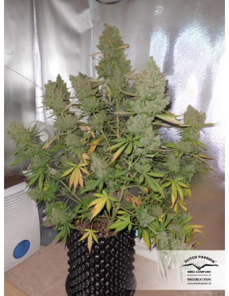 DUTCH PASSION - Auto Blueberry - 4