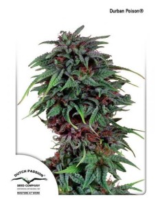 DUTCH PASSION - Durban Poison - 3