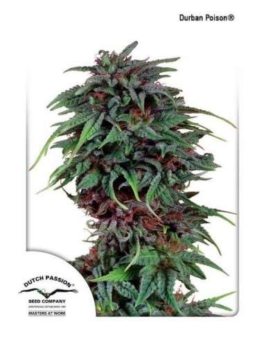 DUTCH PASSION - Durban Poison - 3