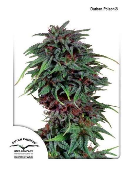 DUTCH PASSION - Durban Poison - 3