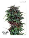 DUTCH PASSION - Durban Poison - 3
