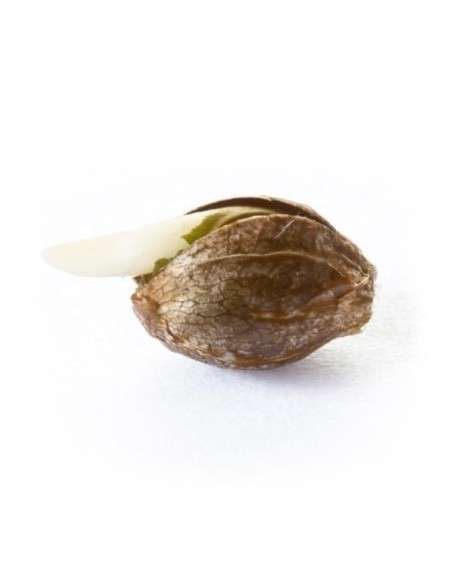 ROYAL QUEEN SEEDS - Quick One Automatic - 3