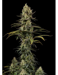 DINAFEM - Early Amnesia CBD - 1