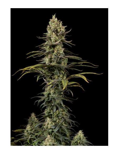 DINAFEM - Early Amnesia CBD - 1
