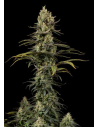 DINAFEM - Early Amnesia CBD - 1