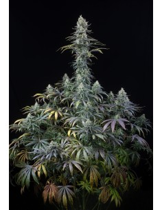 DINAFEM - Early Amnesia CBD - 1 2