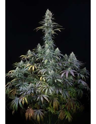 DINAFEM - Early Amnesia CBD - 2