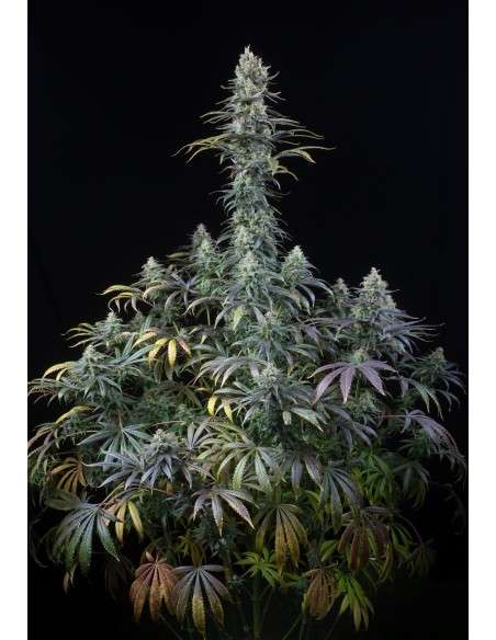 DINAFEM - Early Amnesia CBD - 2