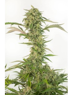 DINAFEM - OG Kush Auto CBD - 1