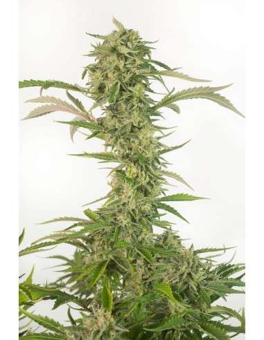 DINAFEM - OG Kush Auto CBD - 1