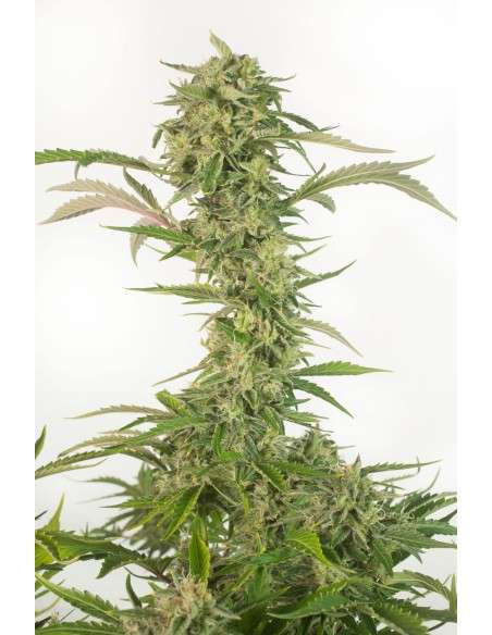 DINAFEM - OG Kush Auto CBD - 1