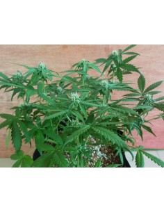 DINAFEM - OG Kush Auto CBD - 1 2