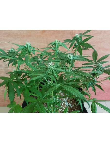 DINAFEM - OG Kush Auto CBD - 2